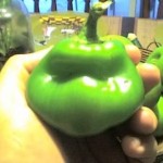 Green pepper or Teenage Mutant Ninja Turtle?