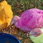Colored hens for Valentine’s Day, Easter, Thanksgiving?